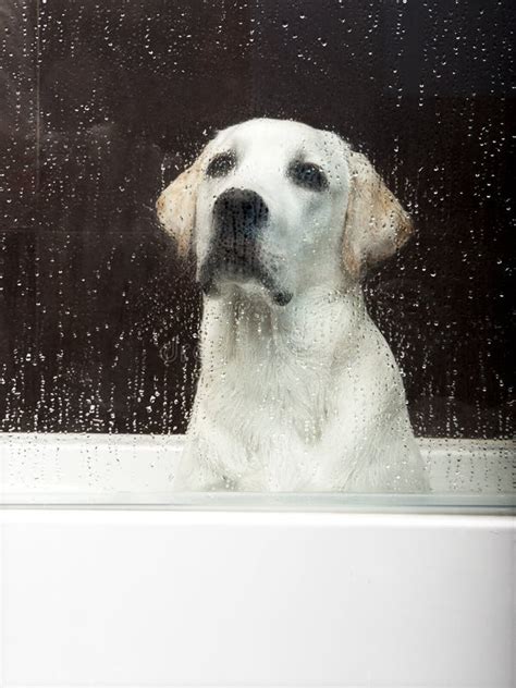 Bath time stock photo. Image of glass, clean, doggie - 18218804