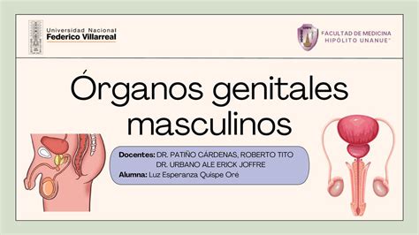 Órganos genitales masculinos Sweet uDocz