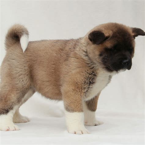 Akita Puppies for Sale (Cute, Smart, & Healthy) | VIP Puppies