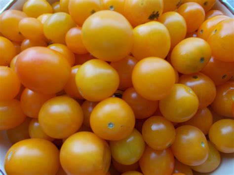 Golden Tomatoes - O‘ahu Fresh