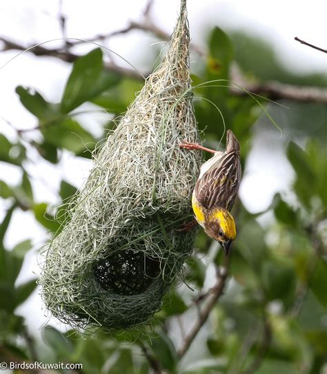 Baya Weaver Ploceus Philippinus Bird Sightings From Kuwait