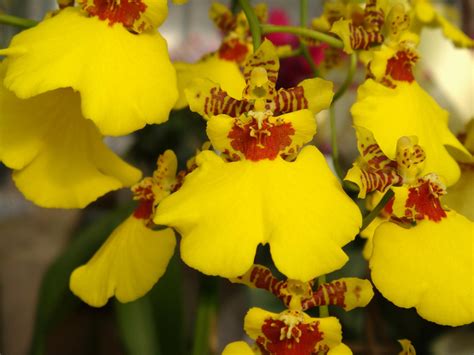 Orqu Dea Chuva De Ouro Oncidium Como Cuidar Pre O Significado