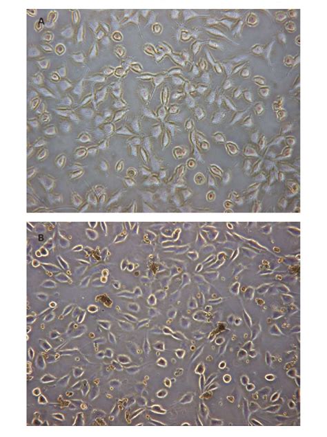 Morphology Evaluation Of L929 Fibroblasts A Control B Treated With