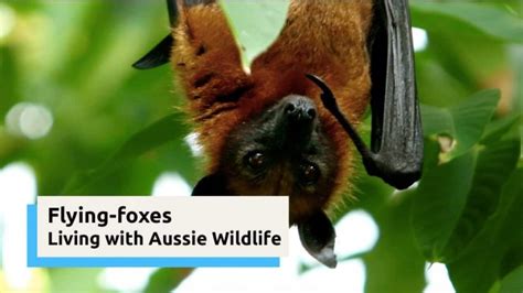 Flying Foxes Living With Aussie Wildlife Sbs English