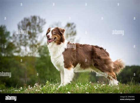 Red Tri Australian Shepherd Hi Res Stock Photography And Images Alamy