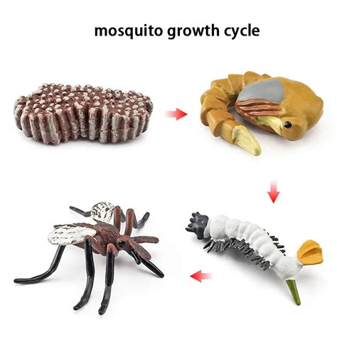 New Animal Life Cycle Board Children Toys Montessori Teaching Aids Pla