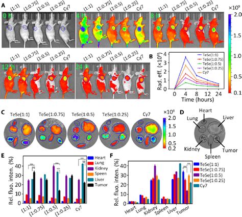 Tumor Targeting Efficiency Exploration A549 Tumor Bearing Mice Were