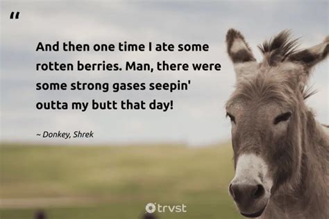 31 Donkey Quotes To Make You Smile And Think (2024)