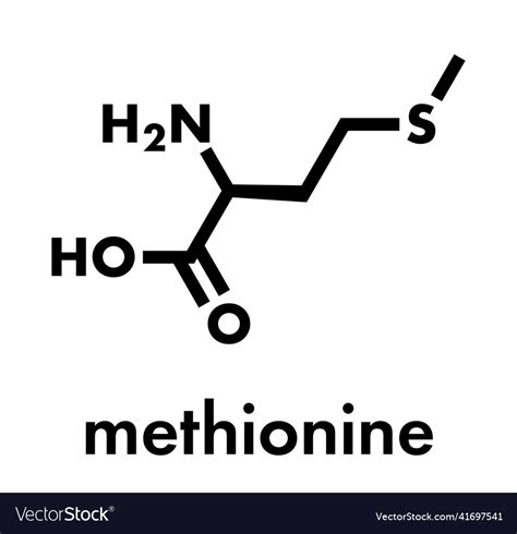 Methionine L Methionine Met M Amino Acid Molecule Vector Image