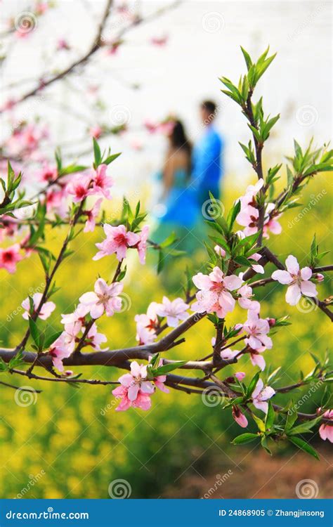 Loving Blossoms - Peach Blossoms with Loving Couple Stock Image - Image of garden ...