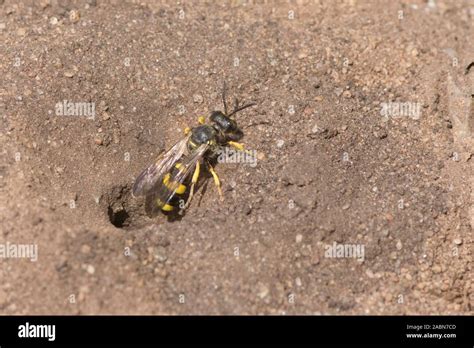 Digger Wasps Hi Res Stock Photography And Images Alamy