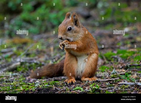 Nuts About Squirrels Hi Res Stock Photography And Images Alamy