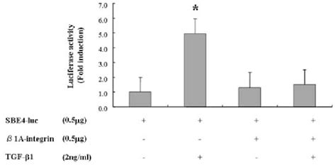 The Inhibition Of Tgf ß1 Induced Smad Dependent Transcriptional