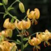 Lilium Martagon Peppard Gold Buy Plants At Coolplants