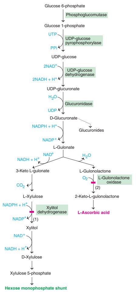 URONIC ACID PATHWAY Glucuronic Pathway Online Biochemistry Notes