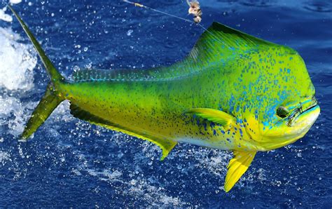 What Is Mahi Mahi