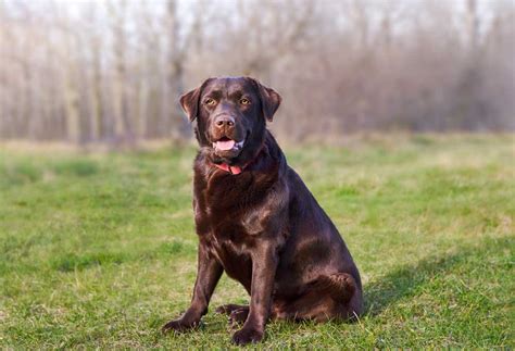 Labrador Retriever Vs Chesapeake Bay Retriever