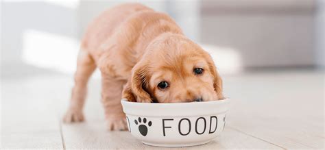 10 Best Puppy Foods in 2025 Reviewed: 🥰 Top Rated Vet Recommended Food ...