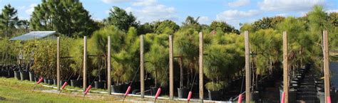 Martin County Farms Native Plant Nursery Martin County Florida Indiantown