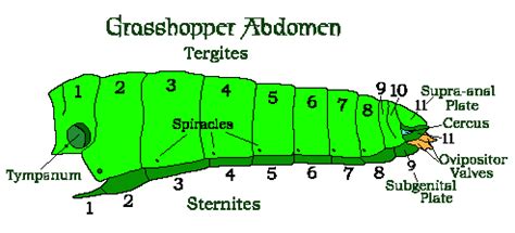 Insect Abdomen Digestive Reproductive Systems Earth Life