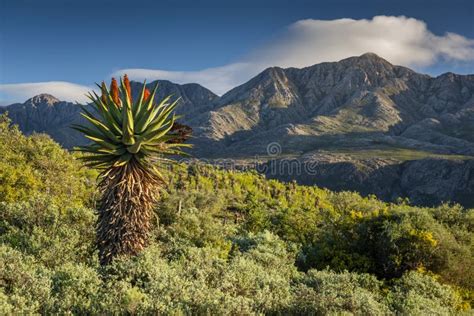 Farm In The Karoo With Old Rural Houses And The Swartberg Mountains In