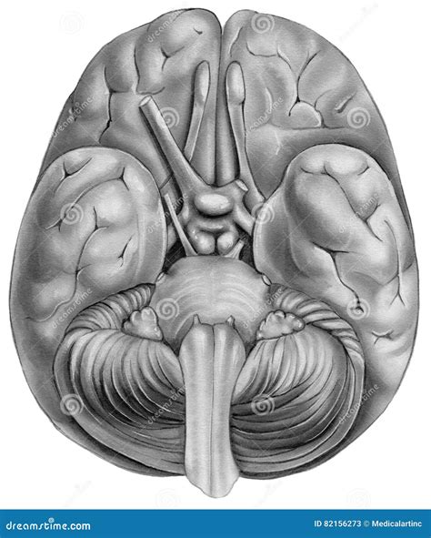 Brain Bottom View Stock Illustration Illustration Of Chiasma 82156273