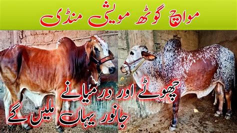 Moach Goth Maweshi Mandi June Karachi Ki Sabse Sasti Mandi Youtube