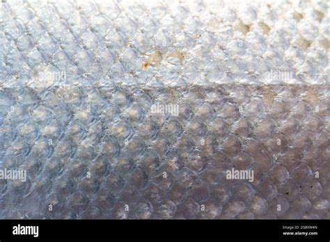 Atlantic Salmon Scales Stock Photo Alamy