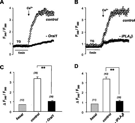 Orai1 And Ca2 Independent Phospholipase A2 Are Required For Store