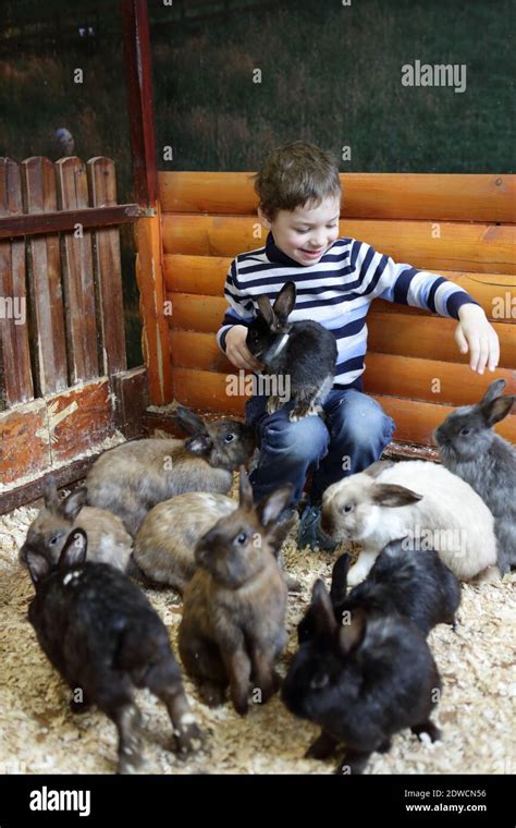 Child Feeding Rabbits On The Farm Indoor Stock Photo Alamy