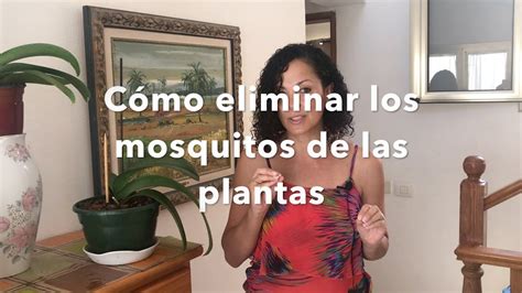 Cómo Eliminar Los Mosquitos De Las Plantas Youtube