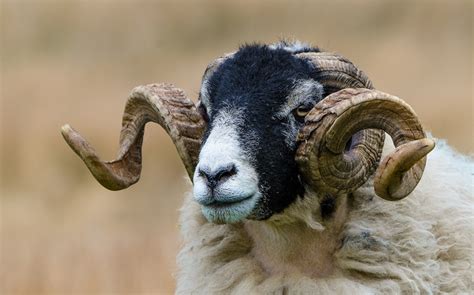 nature, antlers, goats, animals, minimalism, HD Wallpaper | Rare Gallery