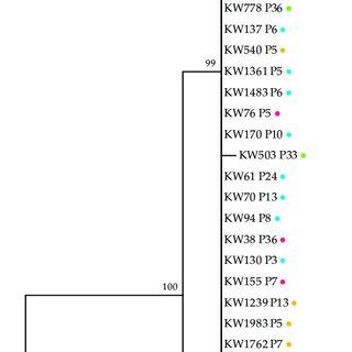 Maximum Likelihood Tree Inferred From The Concatenated Partial