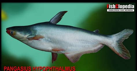 FISHCLOPEDIA Pangasius Hypophthalmus