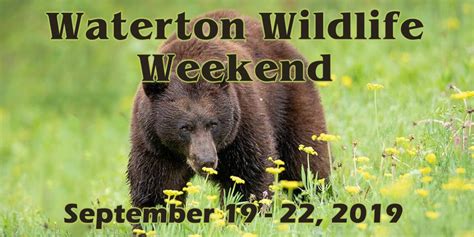 12th Waterton Wildlife Weekend – Gateway Gazette