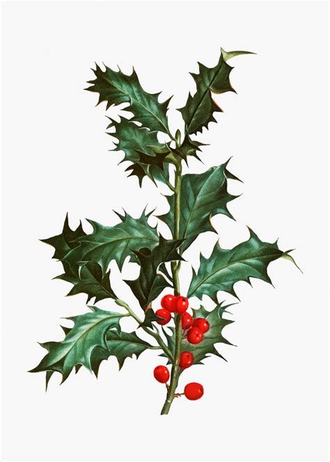 vector holly branch