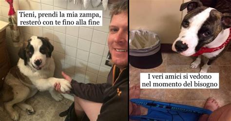 Foto Di Cani Che Non Resistono Alla Tentazione Di Entrare In Bagno