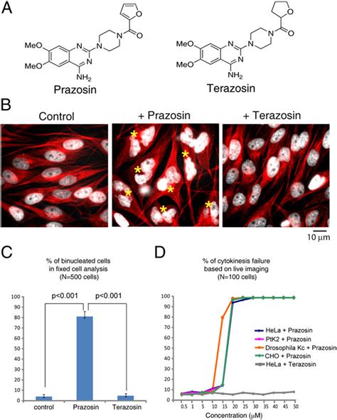 Prazosin Inhibits Cytokinesis A Chemical Structures Of Prazosin And