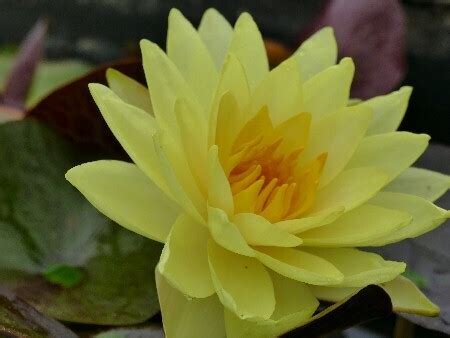 Seerose Nymphaea Monster Yellow Seerosenwelt Shop De