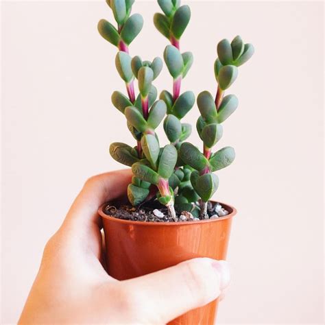 3 Simple Secrets To Bring Your Desert Beauty To Life