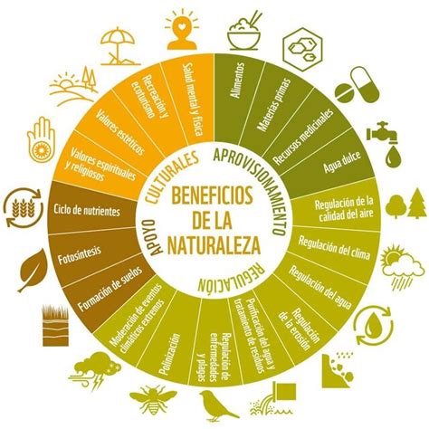 Tipos De Servicios Del Ecosistema O Beneficios De La Naturaleza