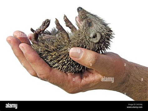 pet desert hedgehog (Paraechinus aethiopicus Stock Photo - Alamy