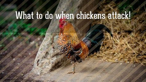 What To Do When Chickens Attack Townline Hatchery