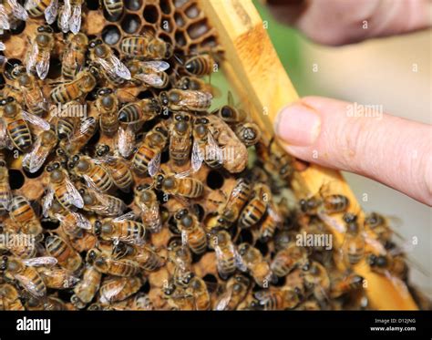 Queen Cell And Young Bee Emerging From Cell Surrey England Stock Photo