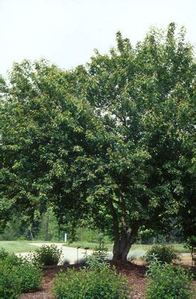 Amur Maple - Acer ginnala