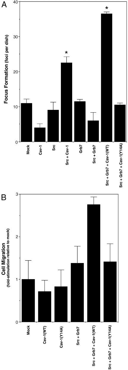 Binding Of Grb To Tyrosine Phosphorylated Caveolin Stimulates