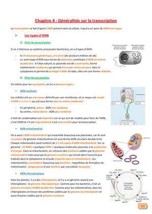 Chap 6 La Transcription Chez Les Eucaryotes Chapitre 6 La