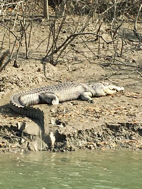 Sundarbans National Park Tour - Experience in India You've Never Heard