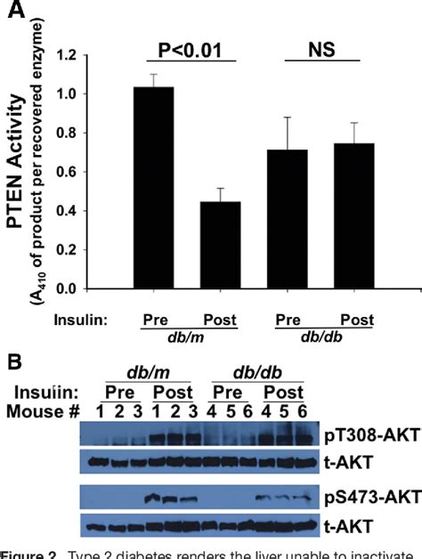 Figure 1 From NOX4 Pathway As A Source Of Selective Insulin Resistance