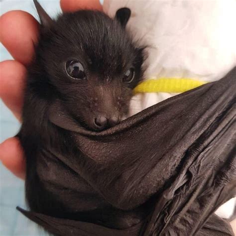 This Bat Is So Cute Ifttt30zhgjc Animals Beautiful Baby